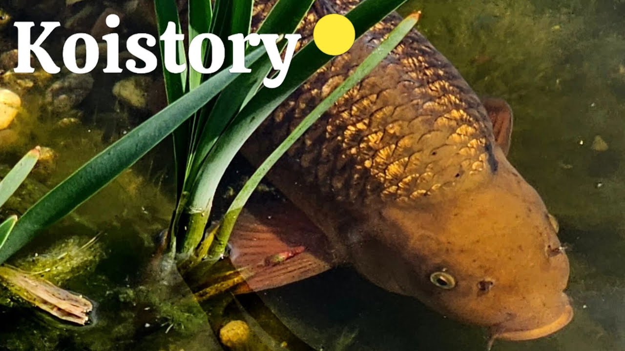 Ultimate Guide to Stunning Koi: Expert Tips and Breathtaking Footage!