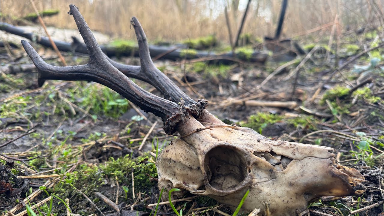 КОП В ЛЕСУ 2025! METAL DETECTING TODAY 2025