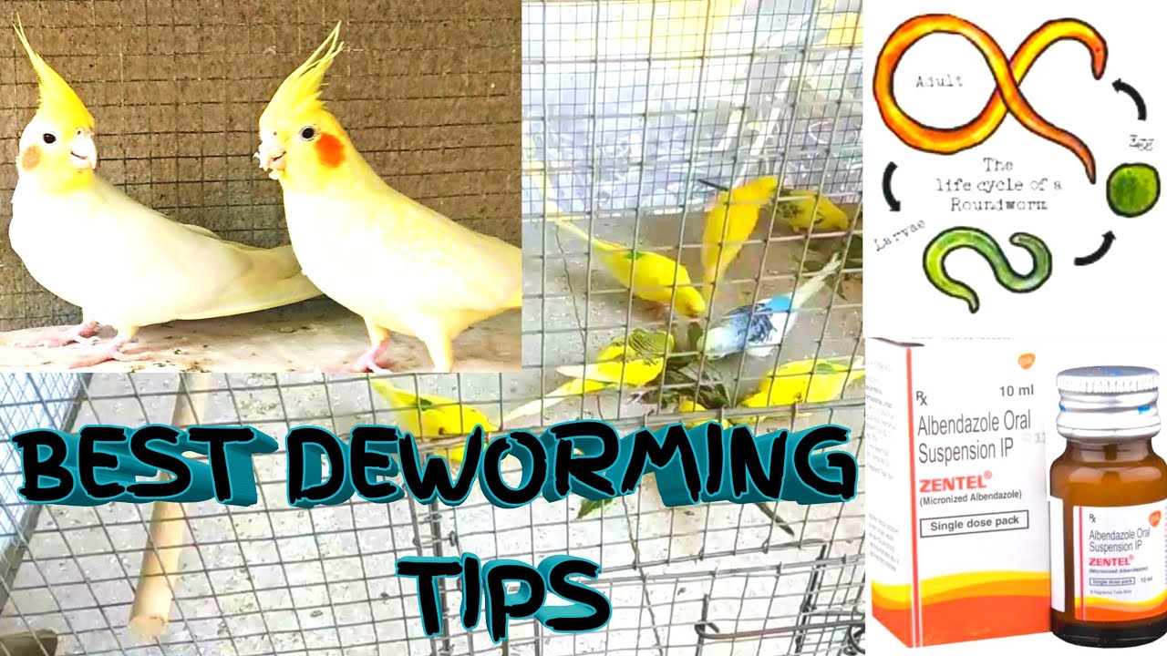 Deworming Tips For Birds | How To Deworming Birds | Deworming Birds (In Hindi/Urdu)