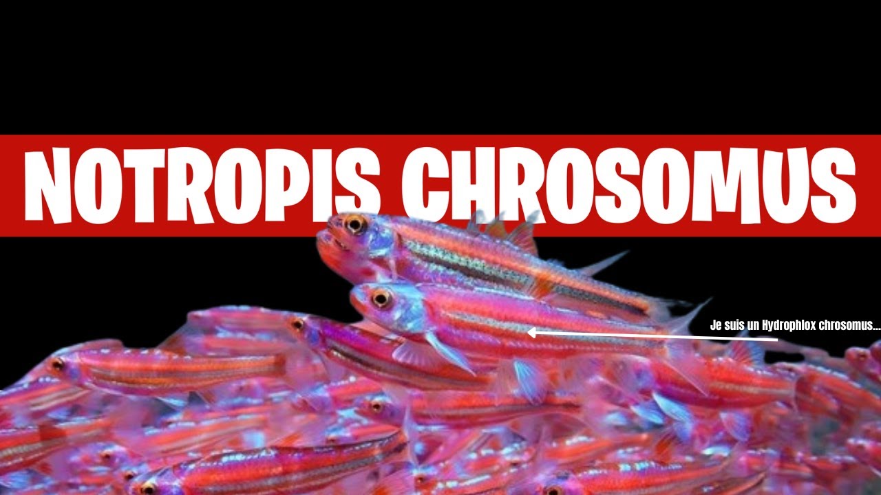 Vous allez vouloir ce poisson dans votre BASSIN, c’est sûr !! FLORE-AQUATIQUE