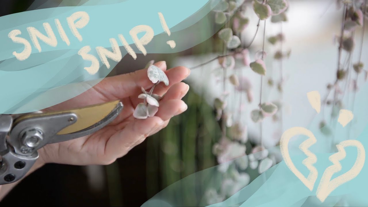 How to Propagate ‘Variegated’ String of Hearts in a Box