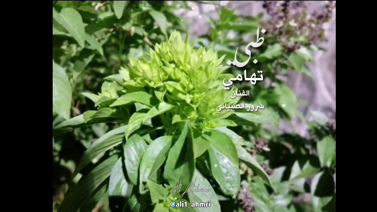 ظبي تهامي |سرور الصبياني🎤