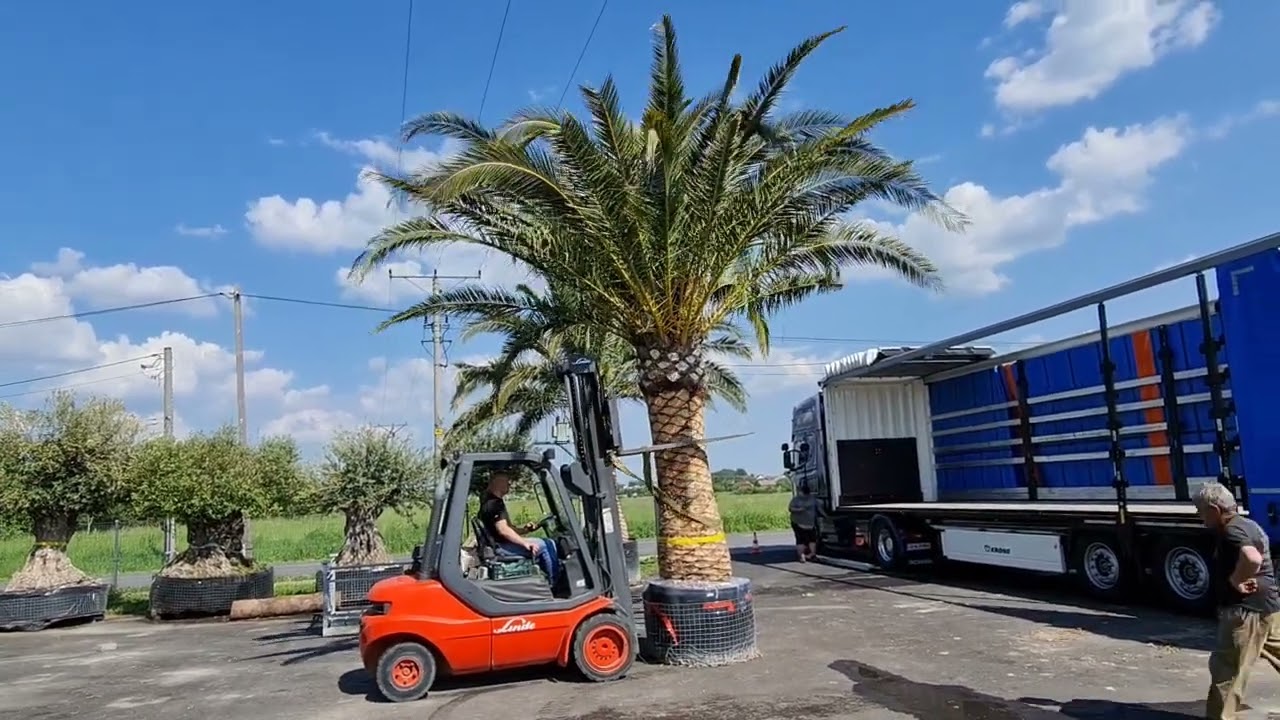 Fragment załadunku gigantycznej Palmy Phoenix Canariensis w TROPIART sezon 2022 DAKTYLOWIEC Palma
