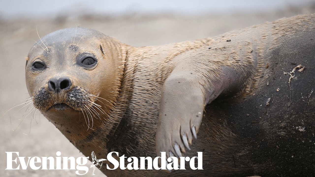 London's river Thames has a 'thriving' seal population