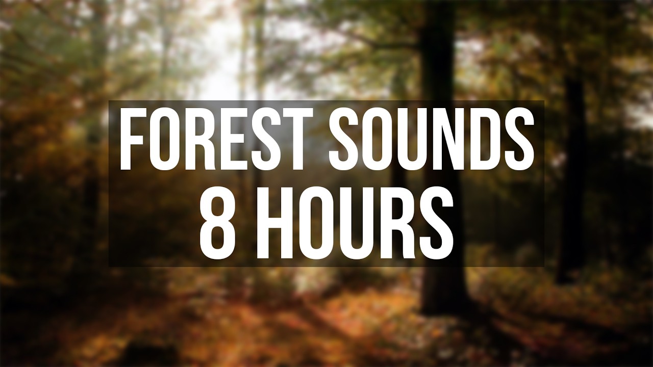 8 Hours Forest Birds Singing 🌿 | Peaceful Nature Sounds for Sleep, Relaxation & Focus