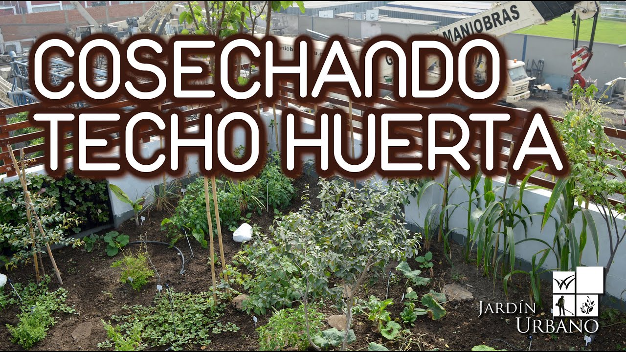 Cosechando en nuestro techo huerta - Techo Verde