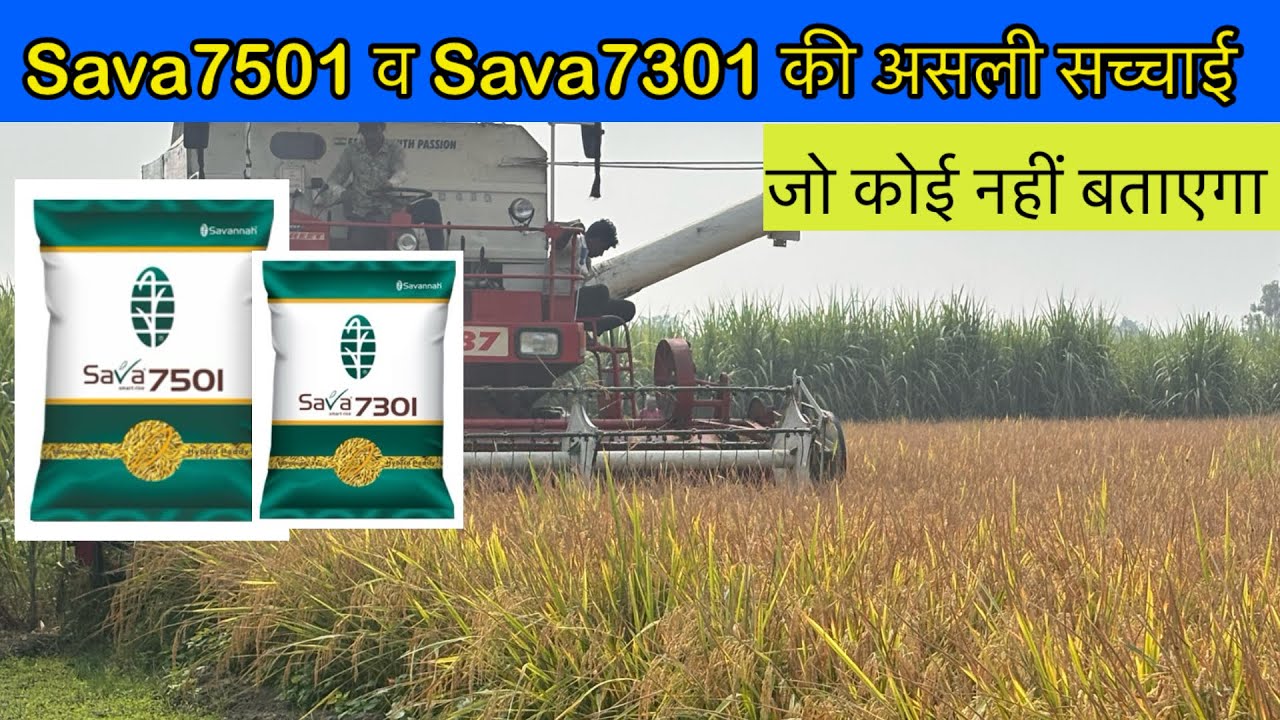 Sava7501 और Sava7301 धान की असली सच्चाई जान लो आज | 7501 and 7301 paddy variety | sava 7501 paddy