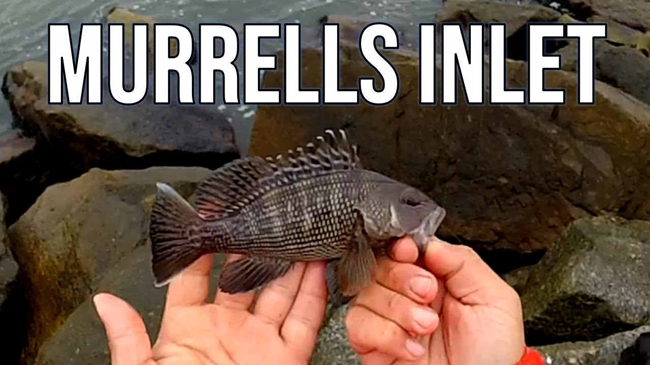 Can't Catch Them Everytime Fishing Murrells Inlet Jetty