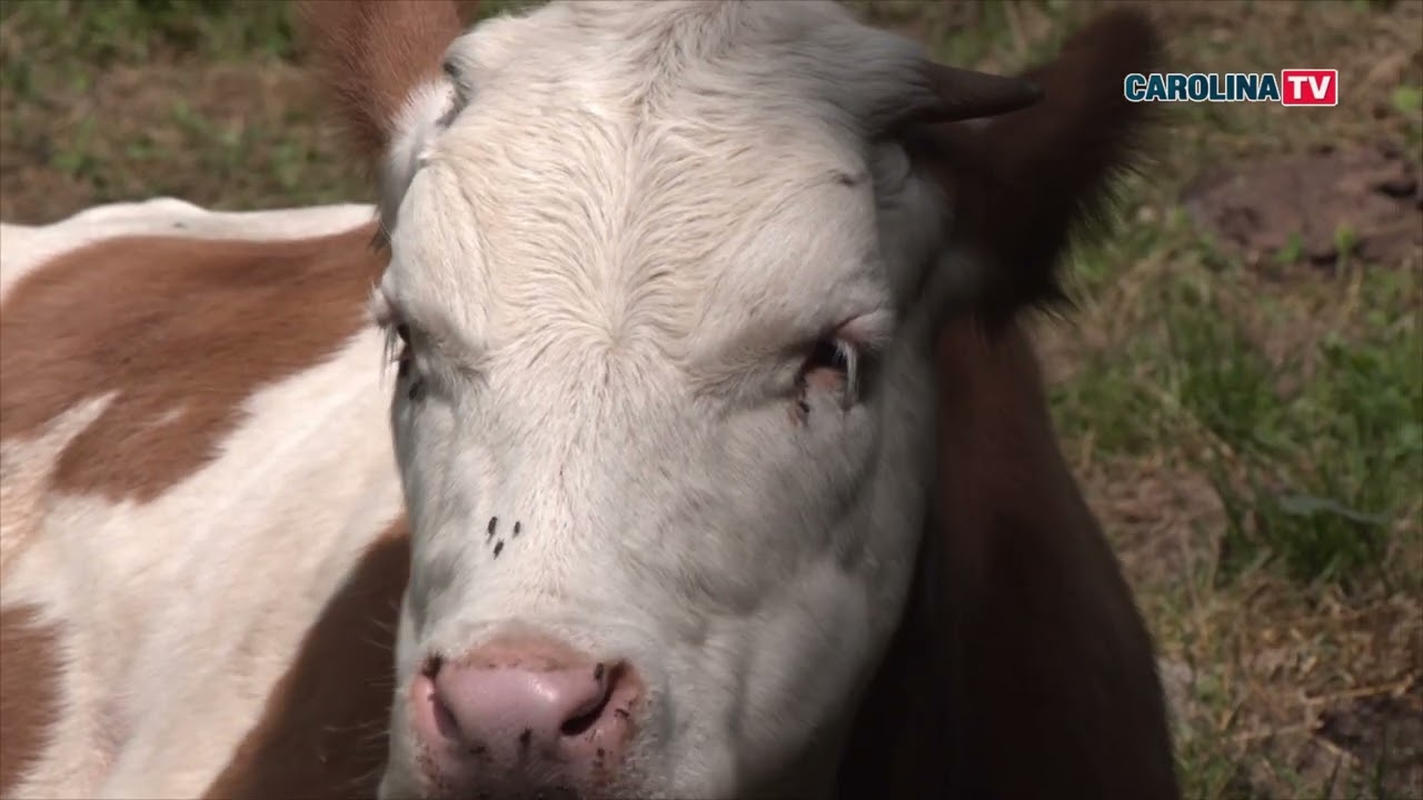 Când muntele e acasă, fermier cu suflet pe drumuri grele