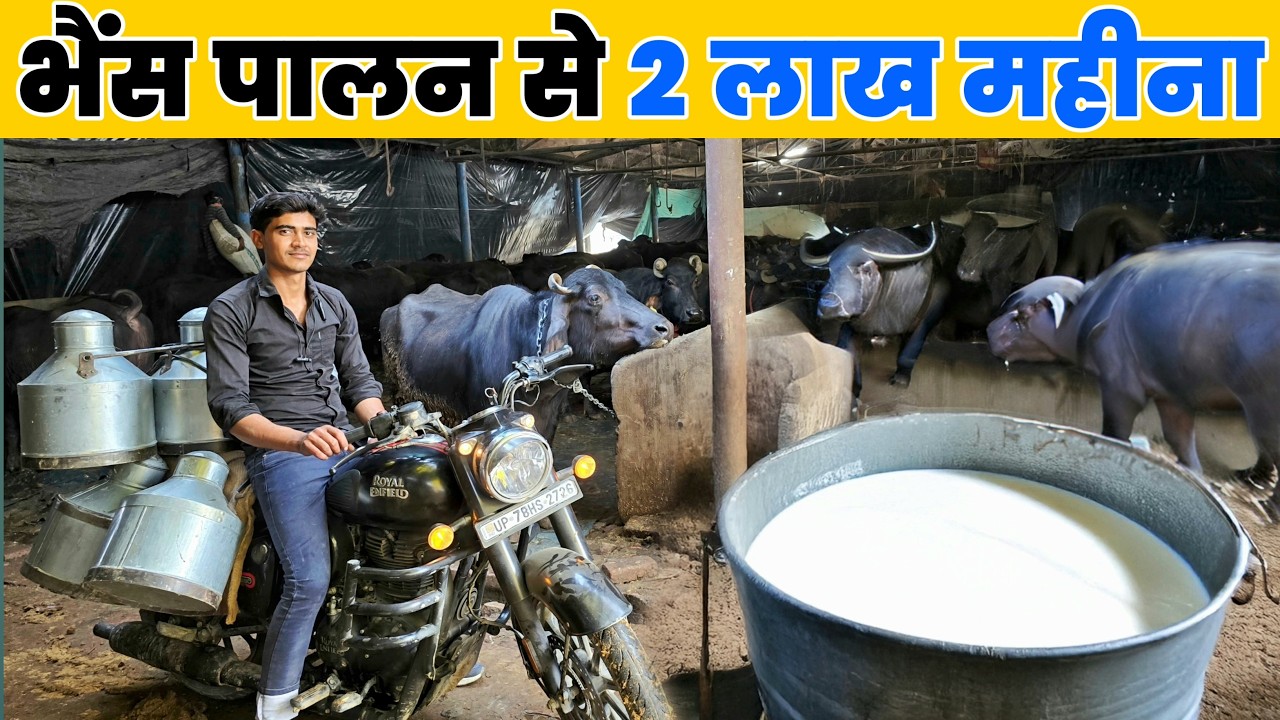 भैंस पालन से 2 लाख महीना कमाता हूं | Cow and buffalo farming