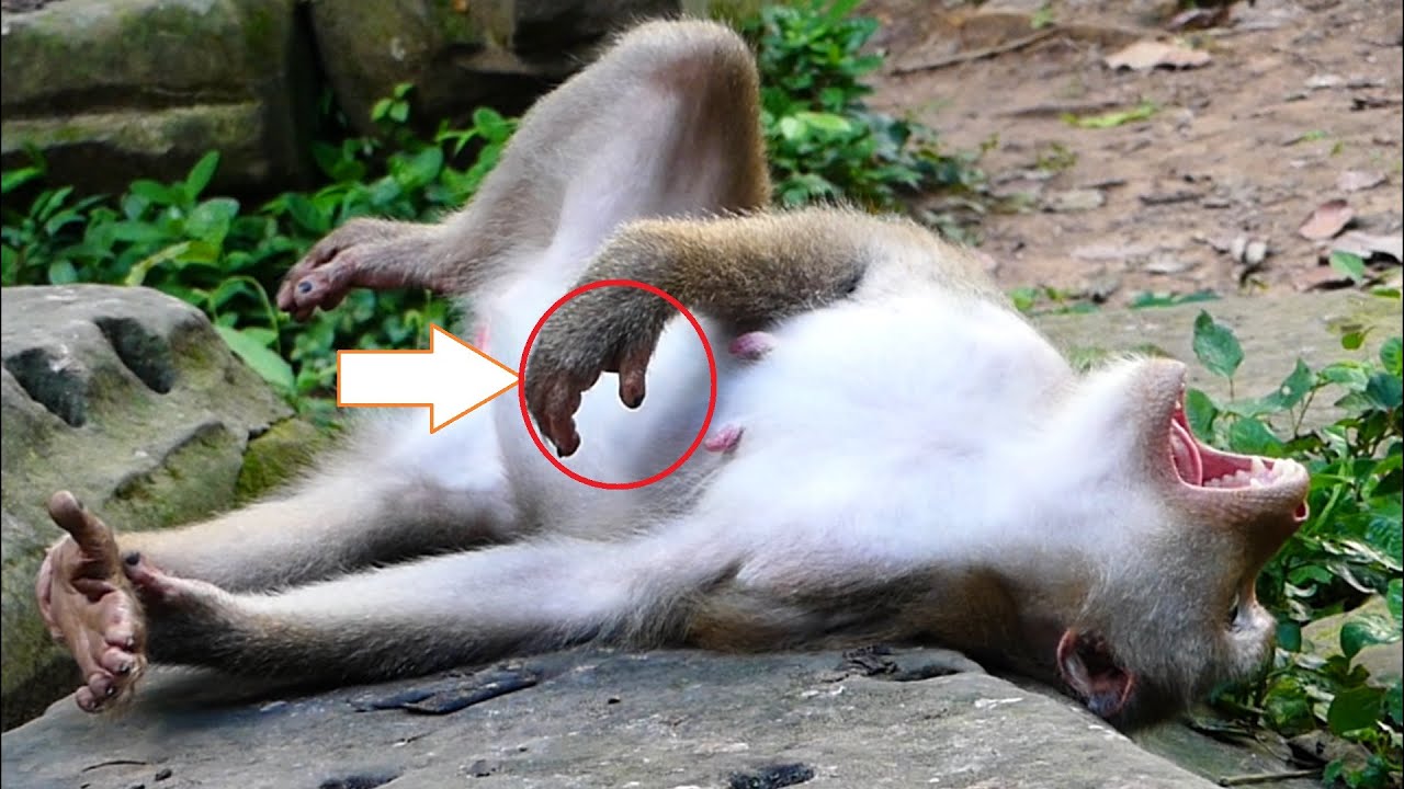 Good News! Mother Libby is giving birth a very cute &big newborn monkey, Libby birth her second baby