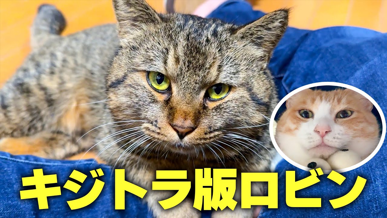 ロビンに雰囲気が似ている保護猫に出会ってしまいました。