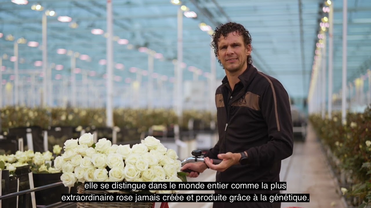 Avalanche, Reine des Roses – French subtitles