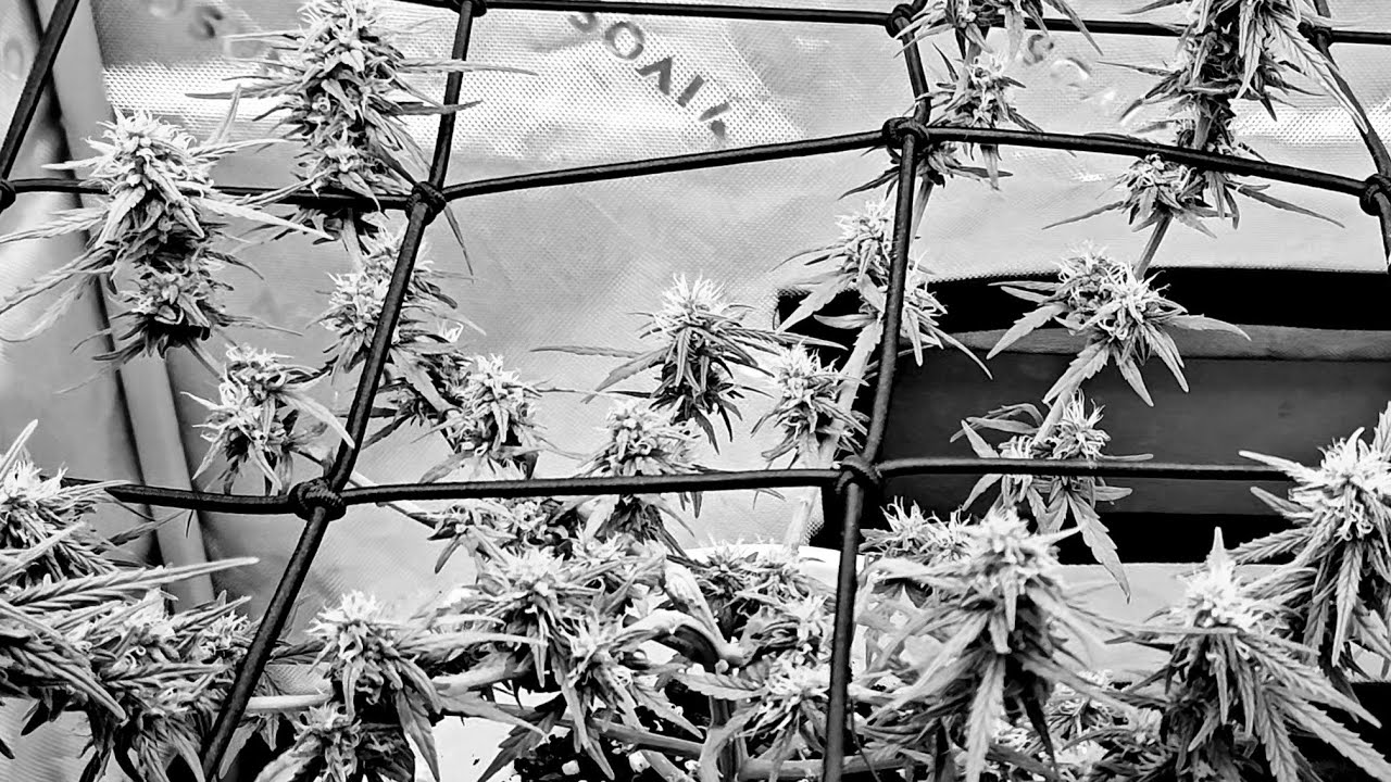 Decisions, Decisions One Gallon Autoflower Challenge Video #5