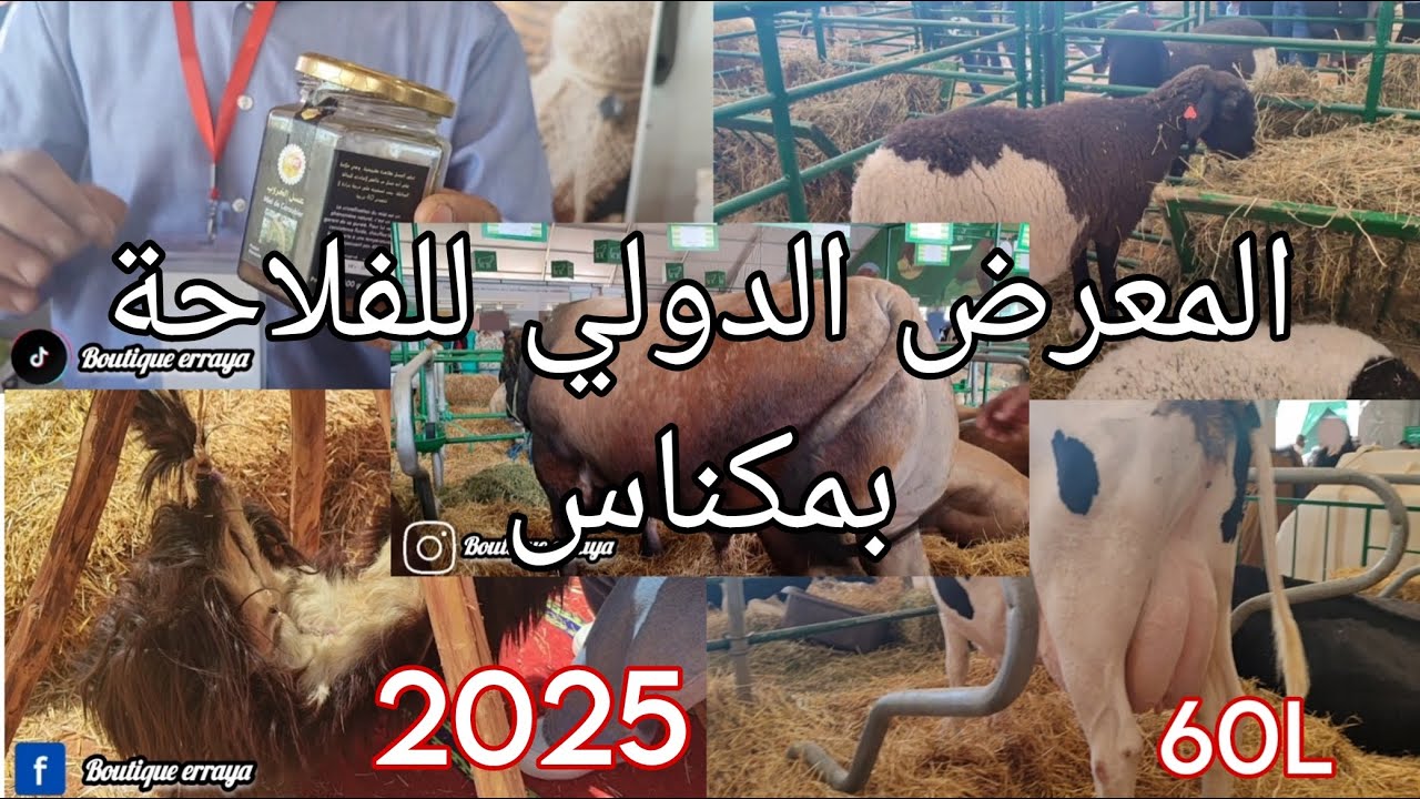 أكبر بقرة بالمعرض الدولي للفلاحة بمكناس 2025