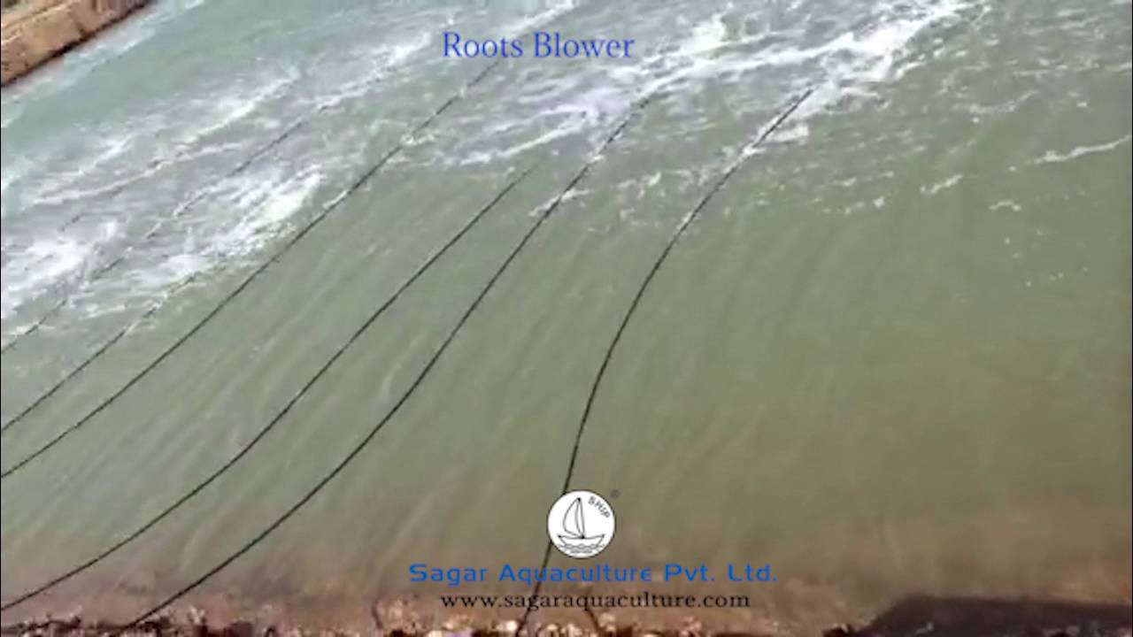 ROOTS BLOWER