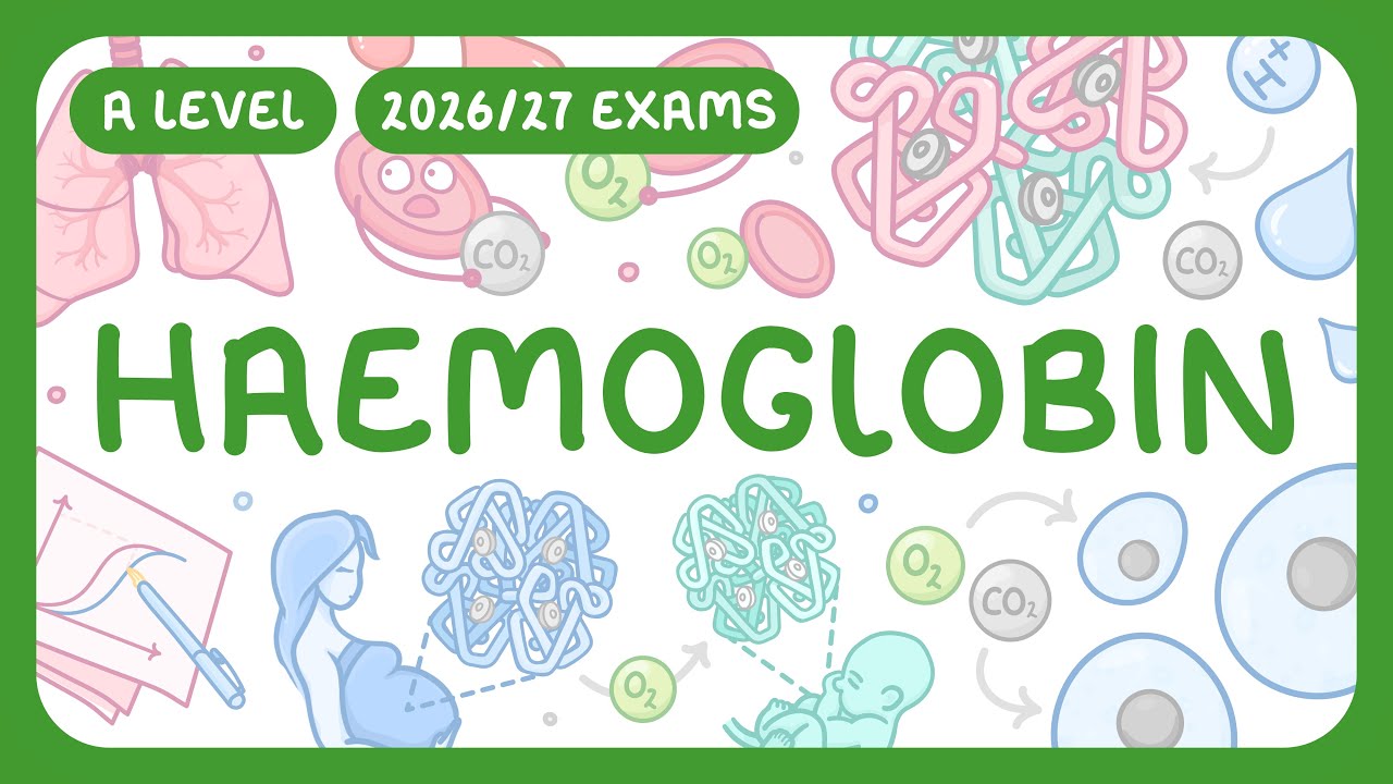 Биология уровня A-Level - Гемоглобин - Кривая диссоциации кислорода | Эффект Бора (экзамены 2026/...