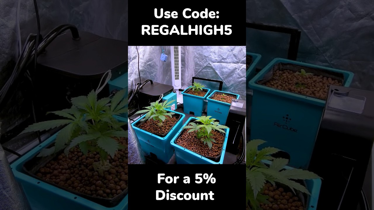 Humboldt Seeds: Raspberry Parfait (MASSIVE GENETICS) #shorts #growace #aircube