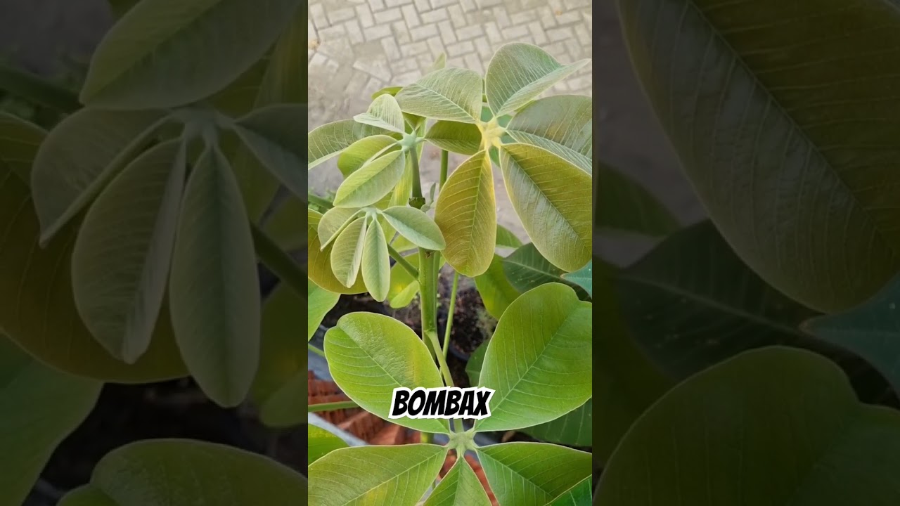 Bombax ellipticum's new flush 🍀