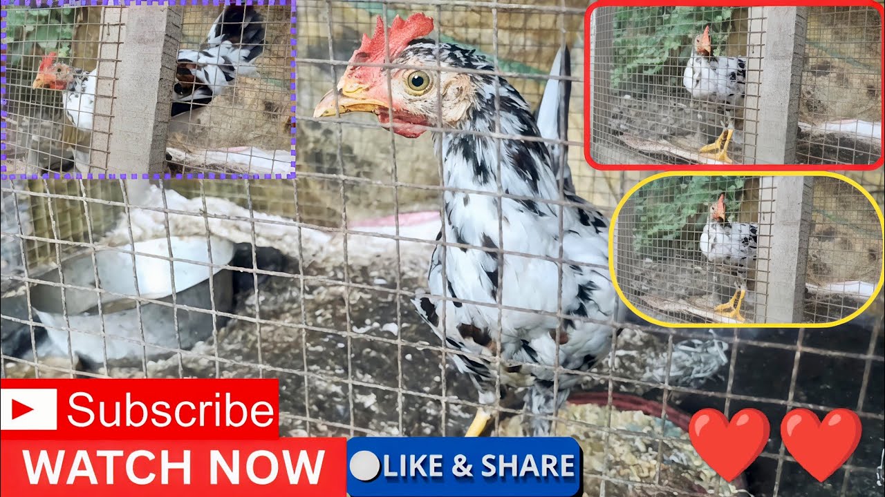 //Growing update-Original aseel mix breed country chicken after 5 months//#birds #chicken #youtube