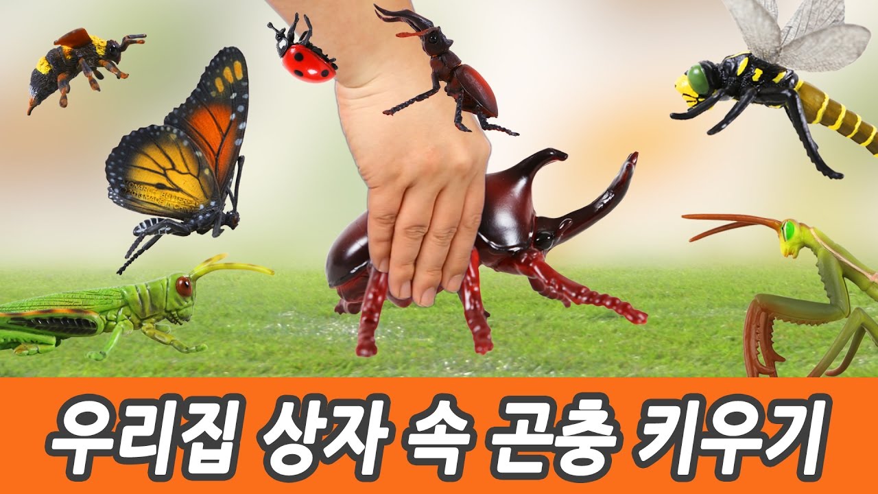 한국어ㅣ우리집 상자 속 곤충 키우기! 유아교육, 어린이 만화영상, 곤충 이름 맞추기, 컬렉타피규어, 57화ㅣ꼬꼬스토이