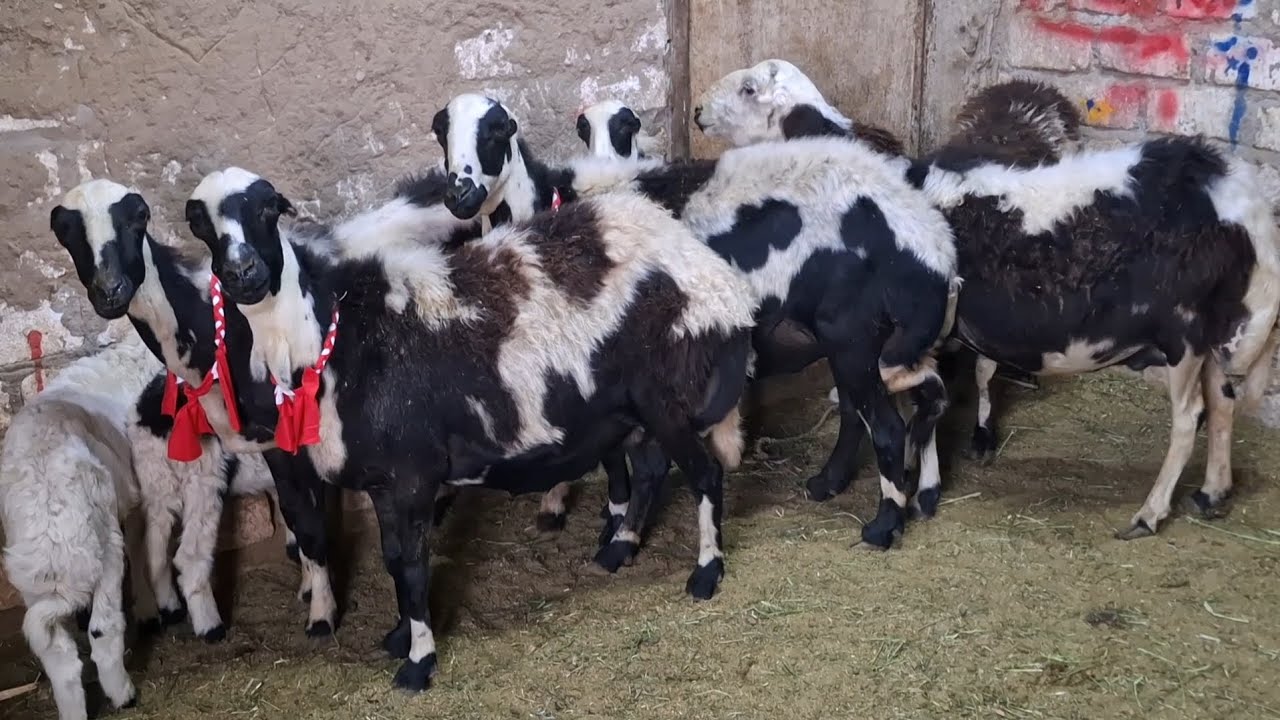 عروض العمالقة أضخم وأجمل غنم برديسى عشر ووالد بسعر مفاجأة لاتفوتك ت٠١١١١٢١١٦٥٧ #عروض #بيع #الأغنام 