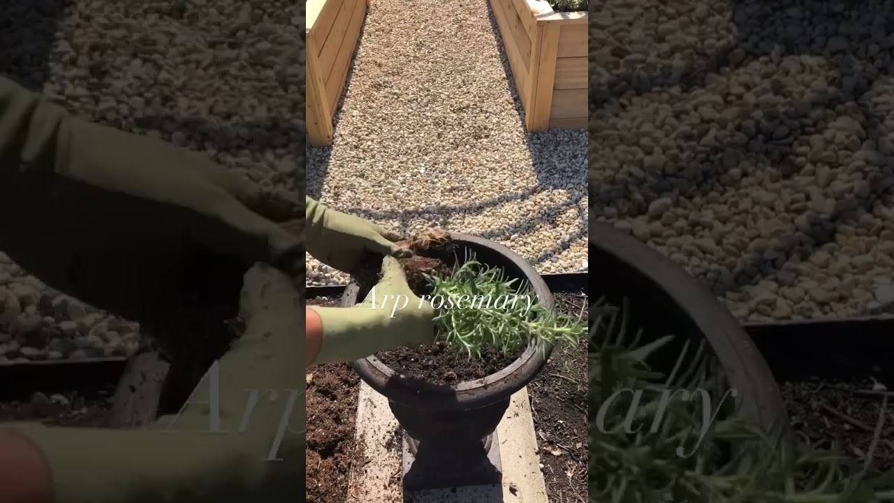 DIY Edible Spring Container #ediblegarden #containergarden