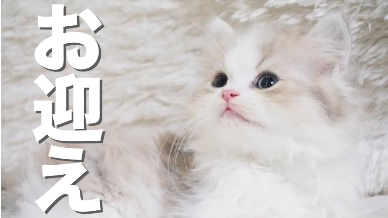 生後2ヶ月の子猫、ミヌエットをお迎えするので実家に帰ります【ペルシャ&times;マンチカン】｜Kawaii Vlog! Minuet's kitten came to us so I'm going home!