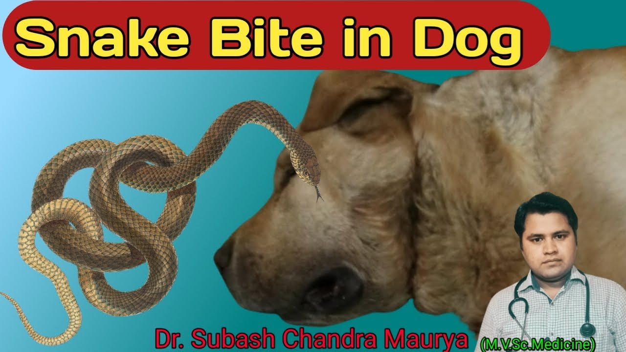 Symptoms and Treatment of Snake Bite in Dogs / Save the Dog from Snake Bite / Doctor Pets