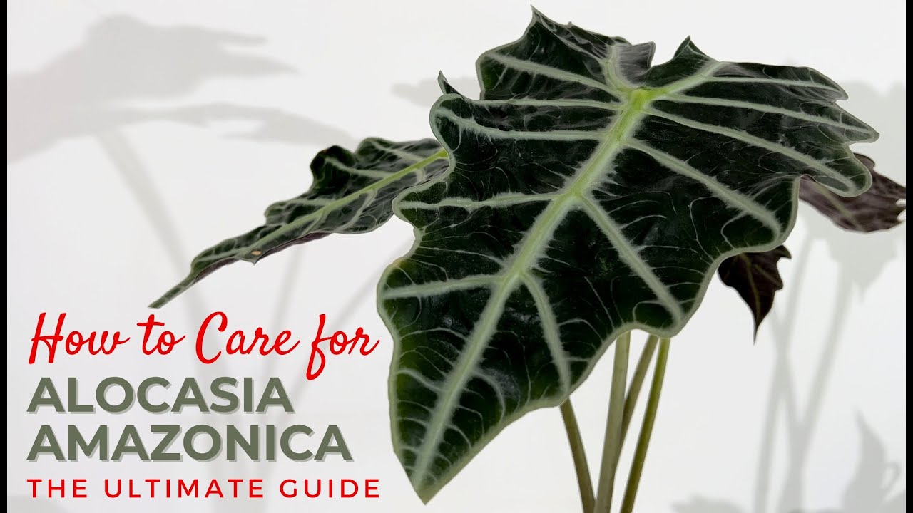 Alocasia Polly Plant Care Tips | Alocasia Amazonica Full Care Guide