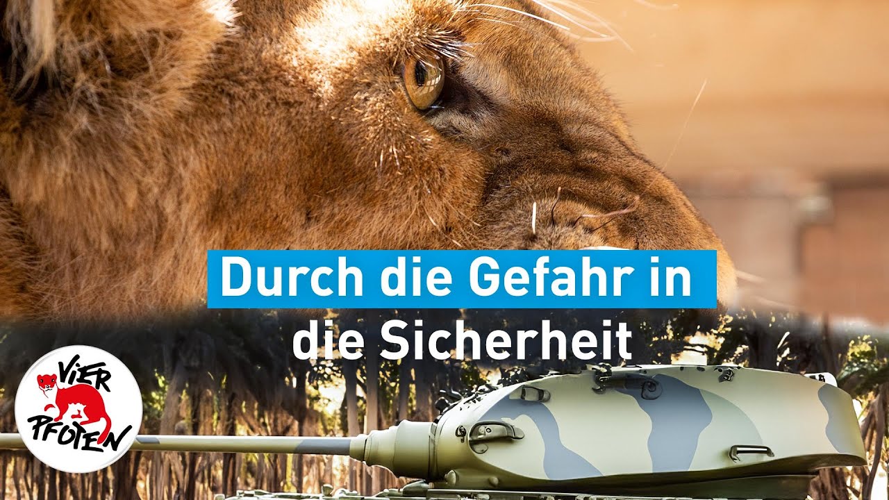 Sudan Update 6: Durch die Gefahr in die Sicherheit | VIER PFOTEN