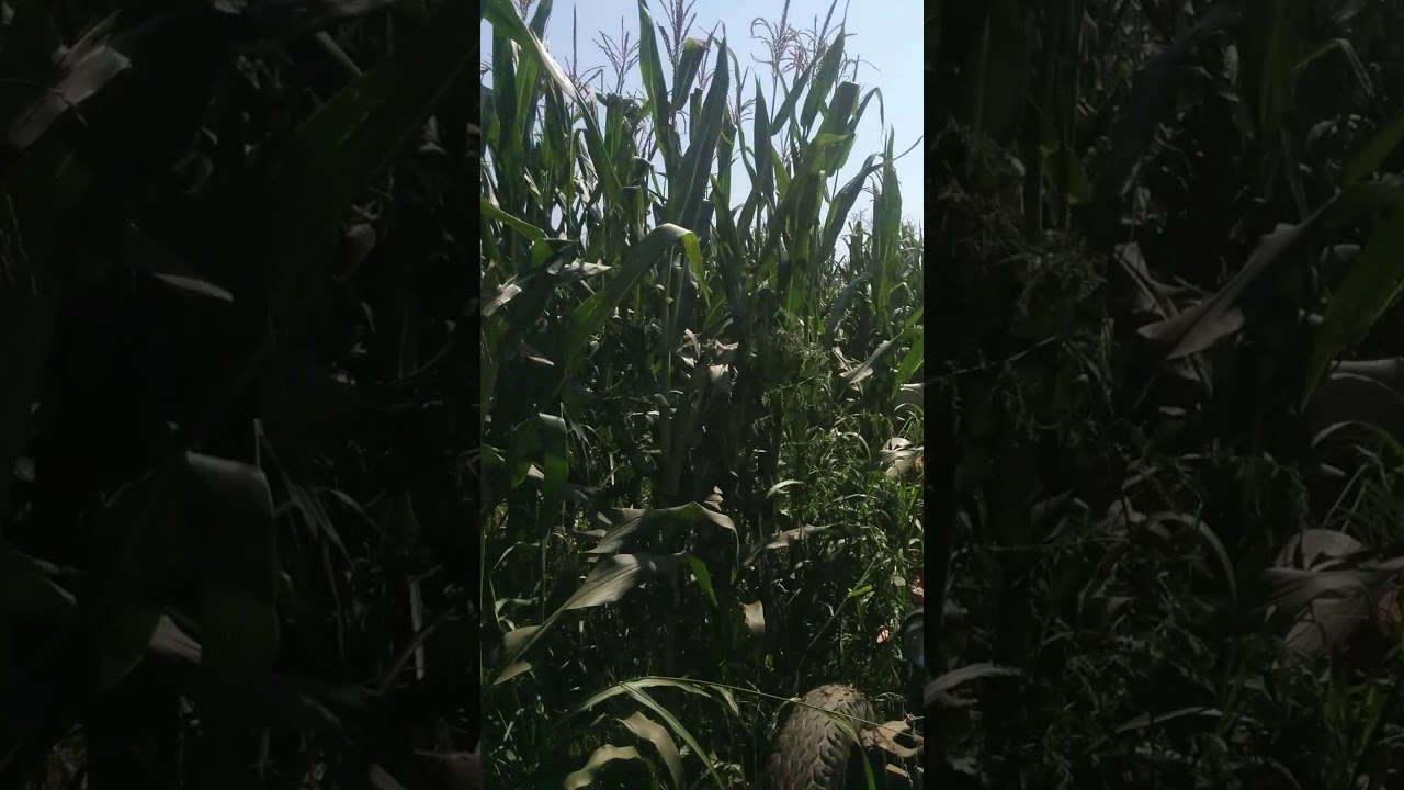 Pioneer p0725 corn silage