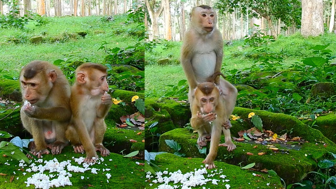 Monkey Rojo welcomes new abandoned come to eat rice with Rojo is always welcome new abandoned warmly