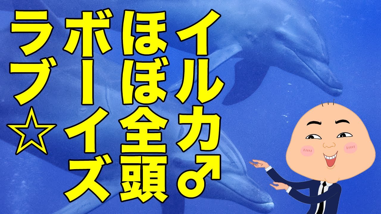 野生動物の同性愛1 イルカ編