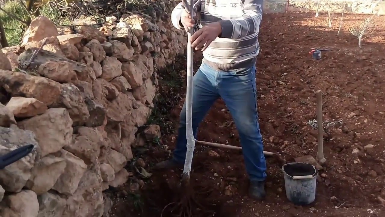 نقل شجرة التين