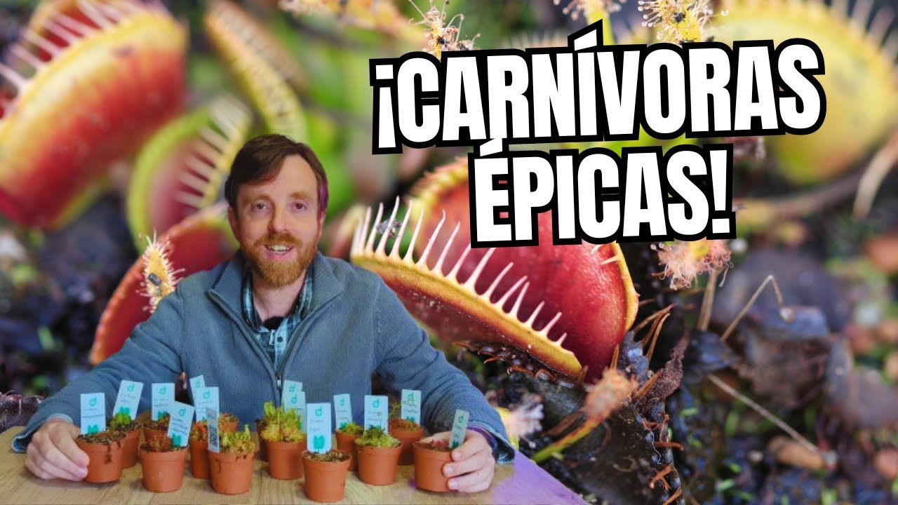 PLANTAS CARNÍVORAS para principiantes 🔥 TREMENDO Unboxing de PLANTAS RARAS