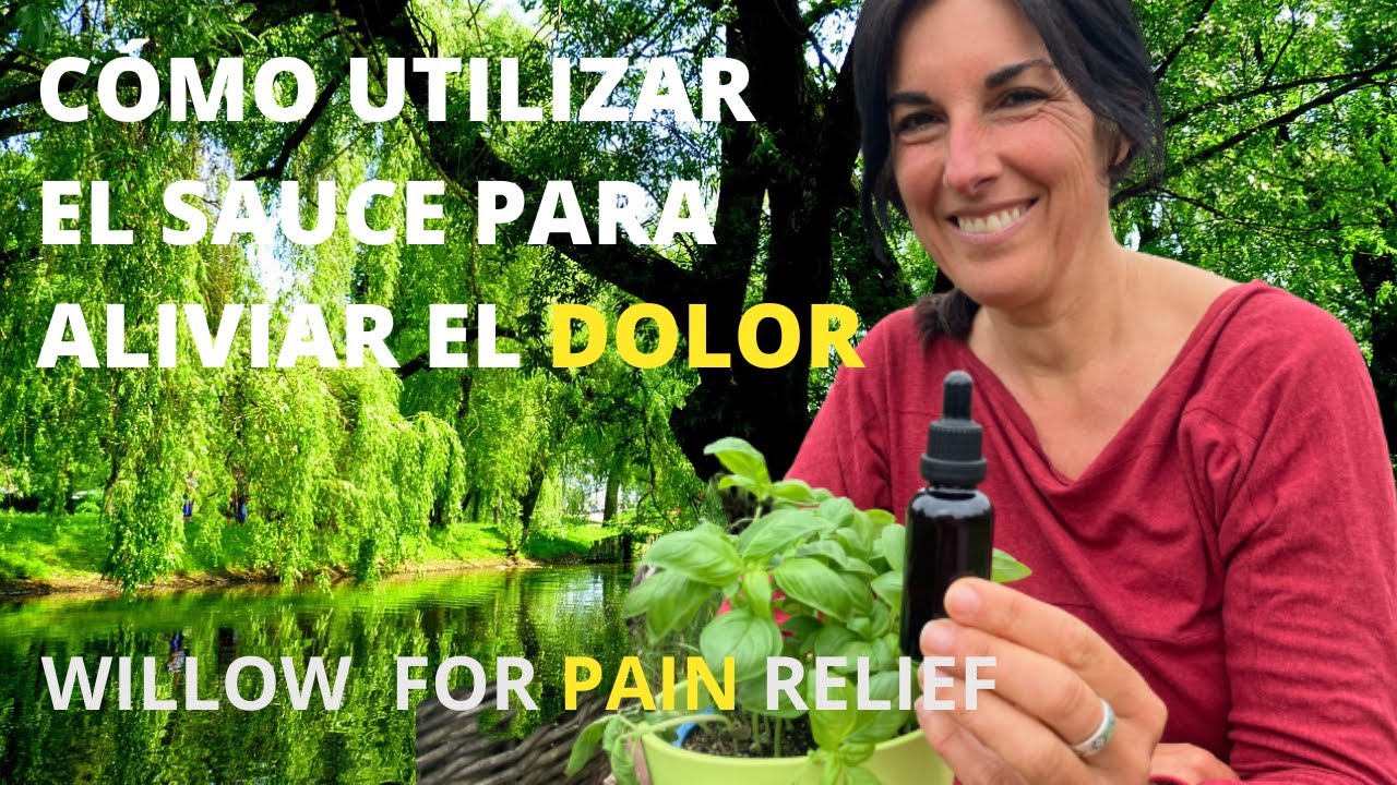 Aliviar el dolor con corteza de sauce - Pain relief with willow bark