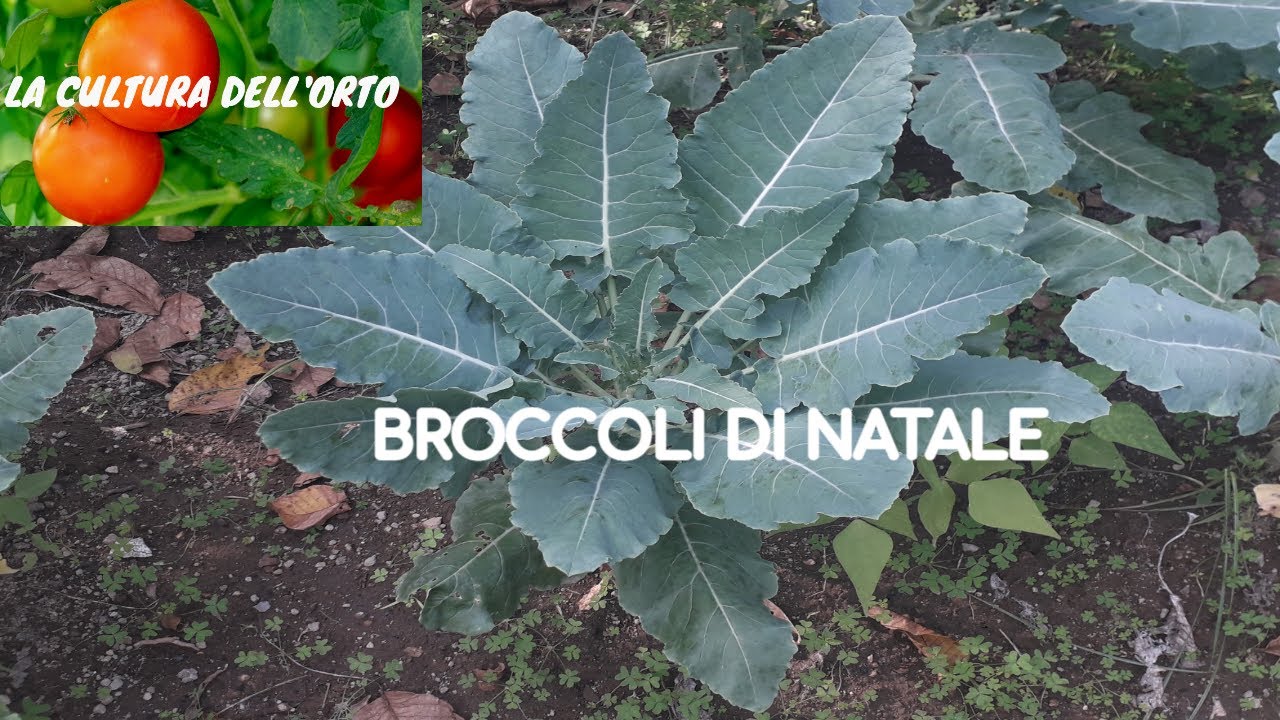 Broccoli di Natale: specialità della Campania.