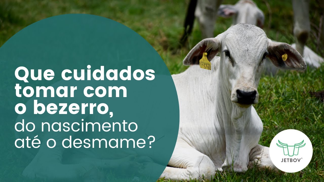 Quais cuidados ter com o bezerro, do nascimento ao desmame?