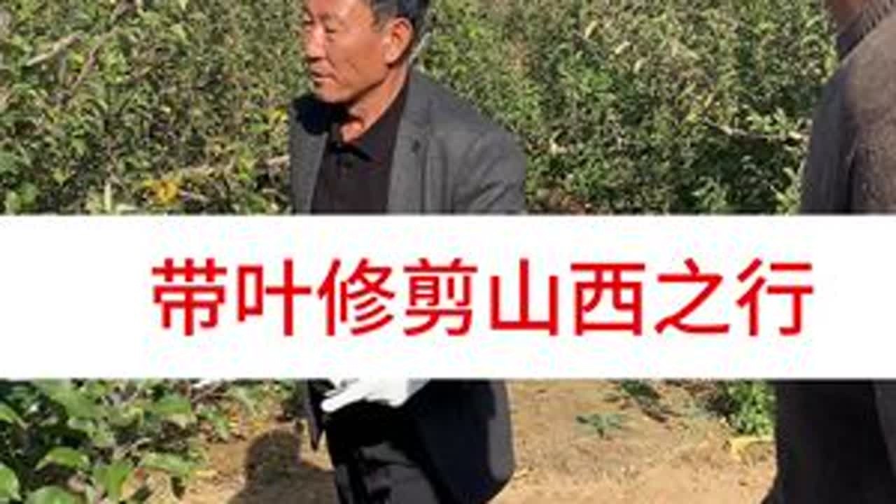 带叶修剪山西之行 #抖音助农 #服务三农支持三农 #农技推广