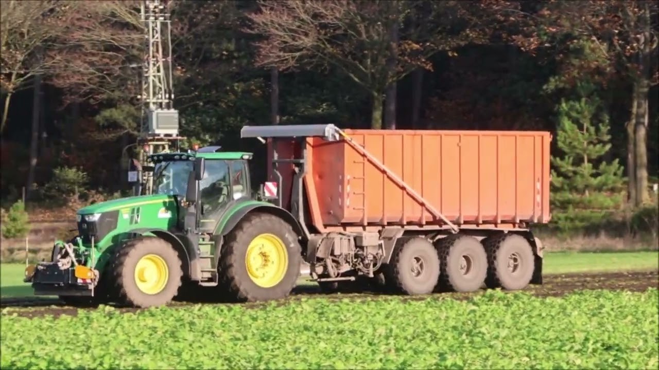 dewulf Ra 306 mit Grimme Varitron 270 beim rote Beete roden.