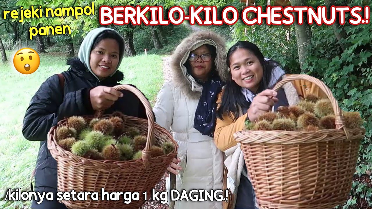 PANEN CHESTNUTS GA DI DUGA2 MALAH DAPAT BERKILO2.!