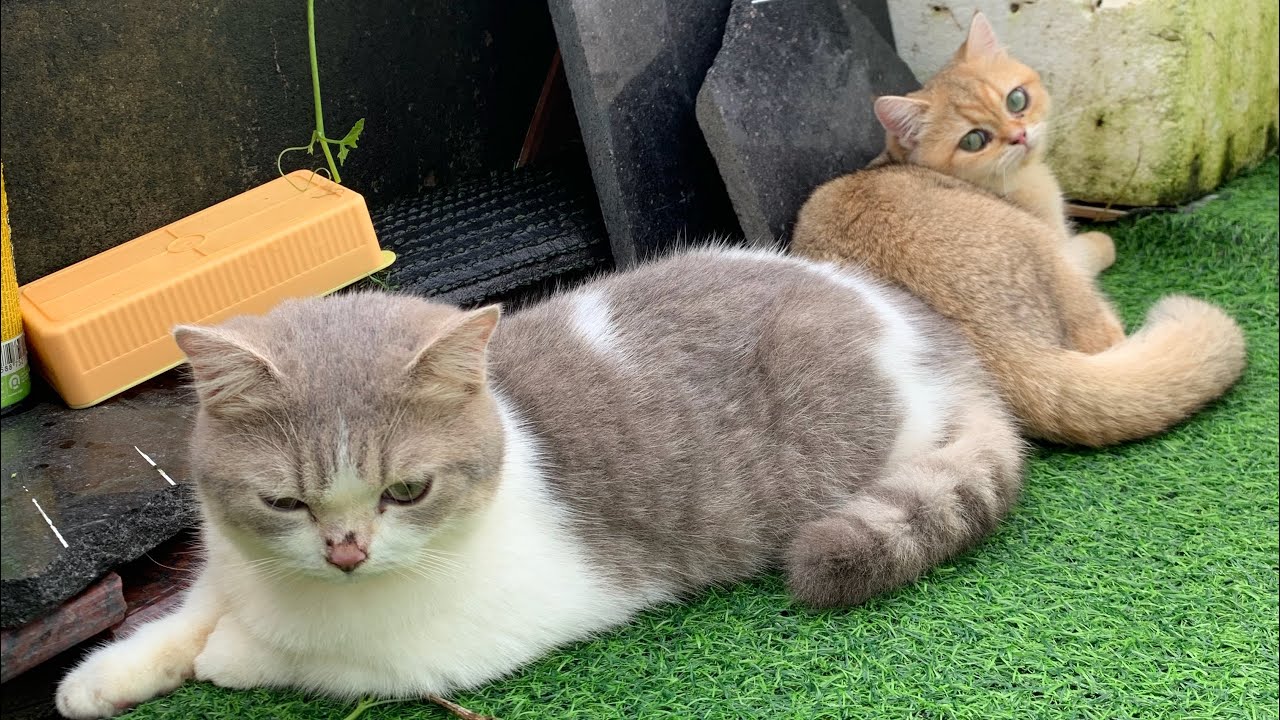 [Meow][240910] | MOONIE | TSUKI