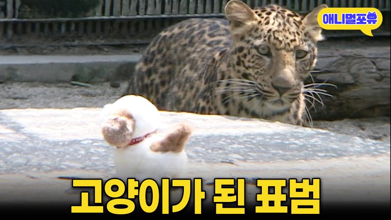 사람과 함께 키웠더니 고양이가 되어버린 표범 I KBS 주주클럽 080803 방송