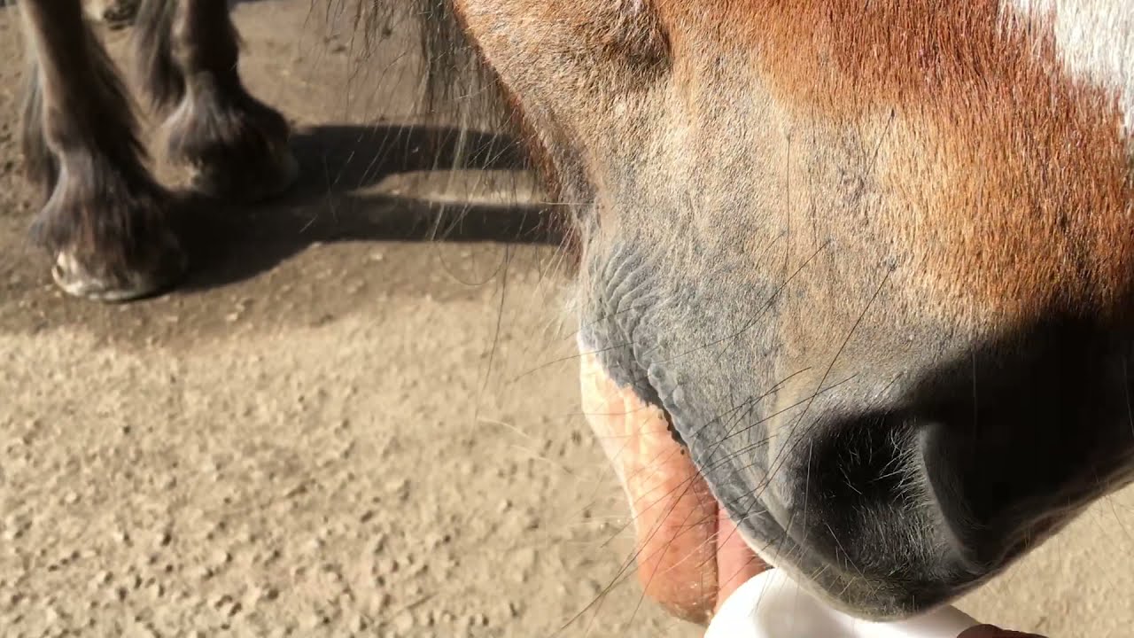 Loving The Salt Lick / ASMR Horse Therapy