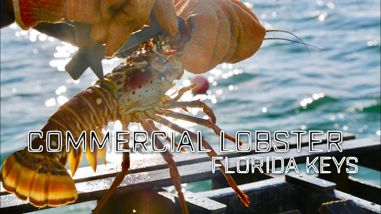 HOP ABOARD! Commercial Lobstering in the Florida Keys | G&T SERIES