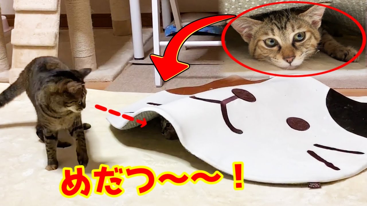 子猫は隠れているつもりでも…　She seems to be hiding from me.