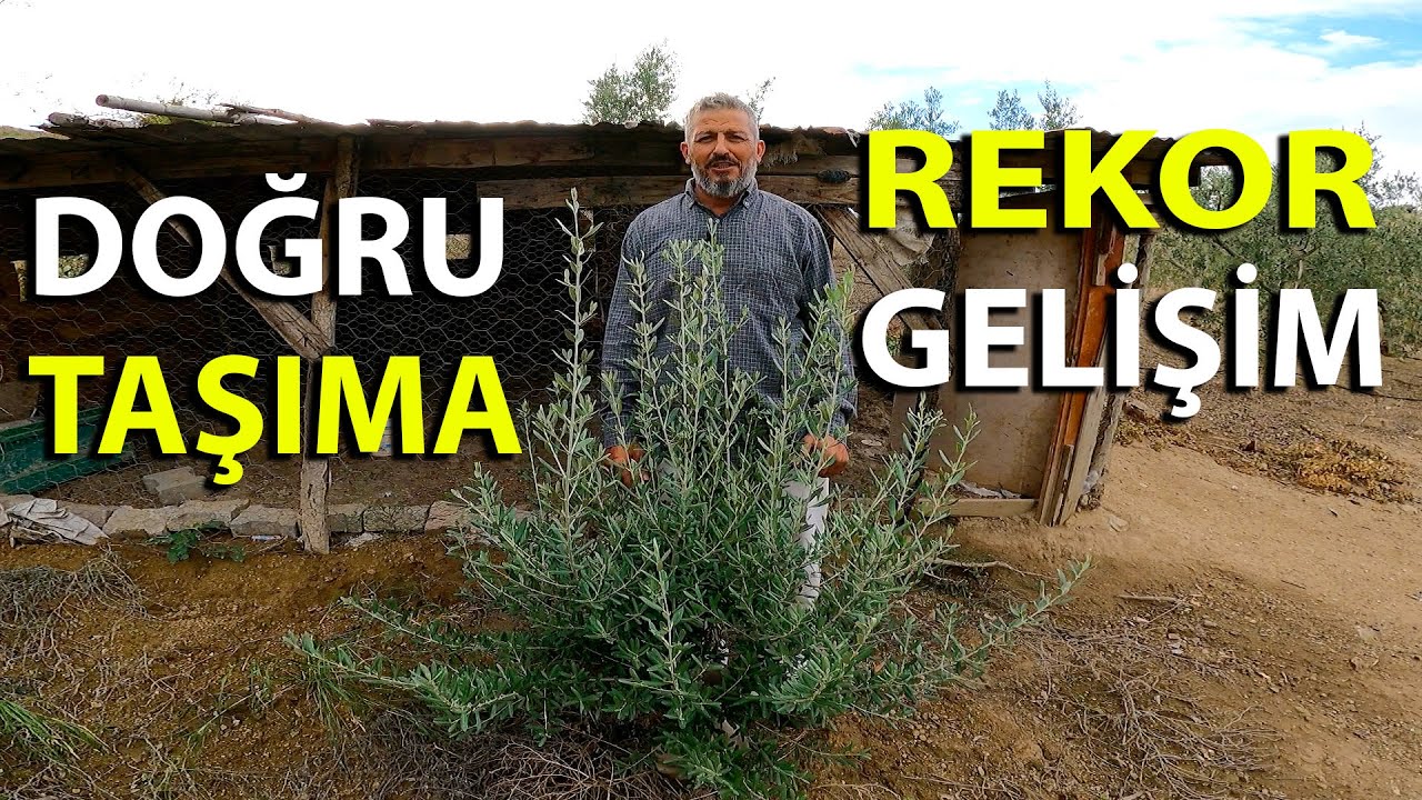Geçen Yıl Taşıdığımız Zeytinlerin Son Durumu || Zeytin Nasıl ve Ne Zaman Taşınır?