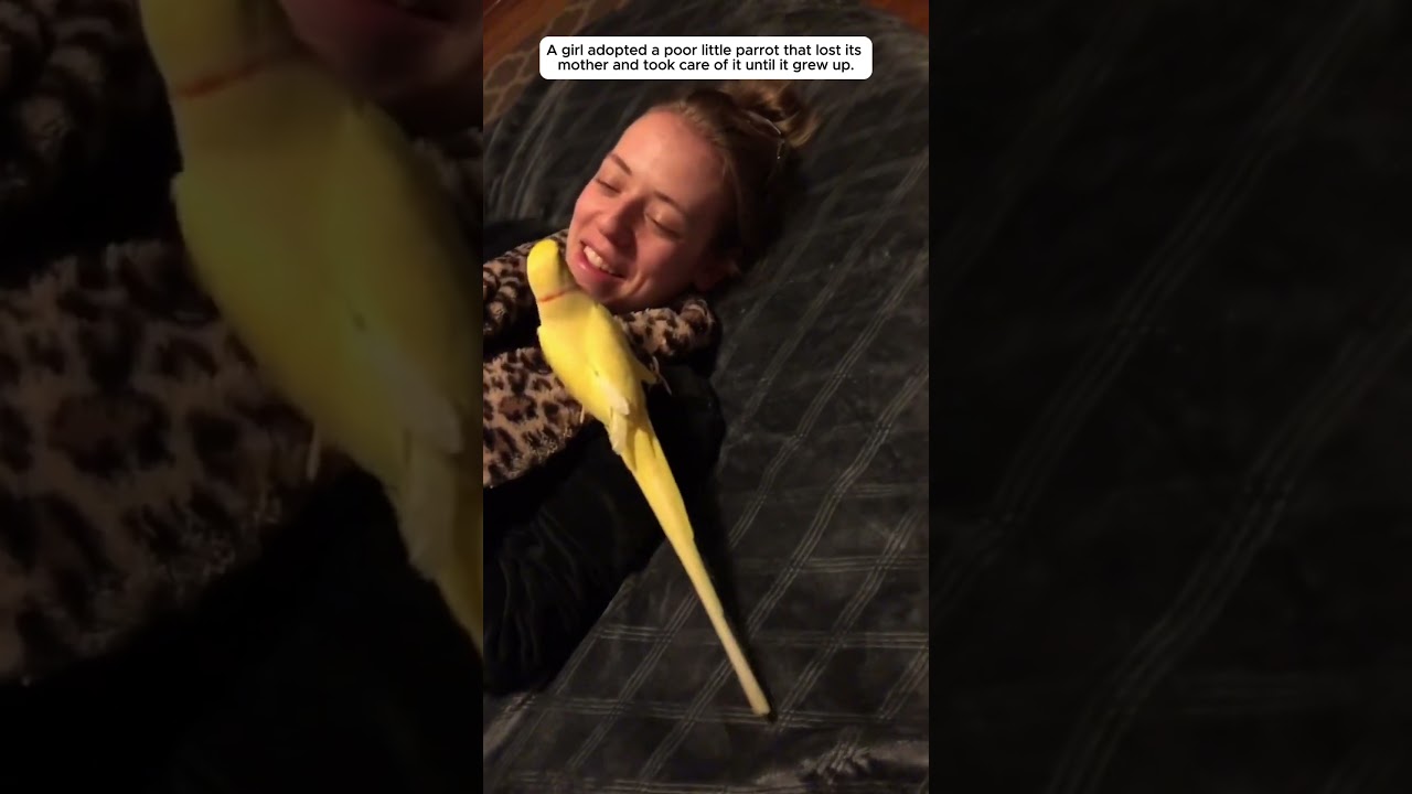 a girl rescue baby parrot, and then #parrot #shorts