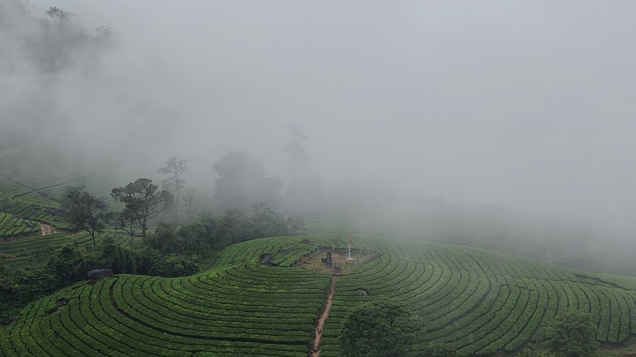 Letchmi Estate @ Munnar  4K HDR10+